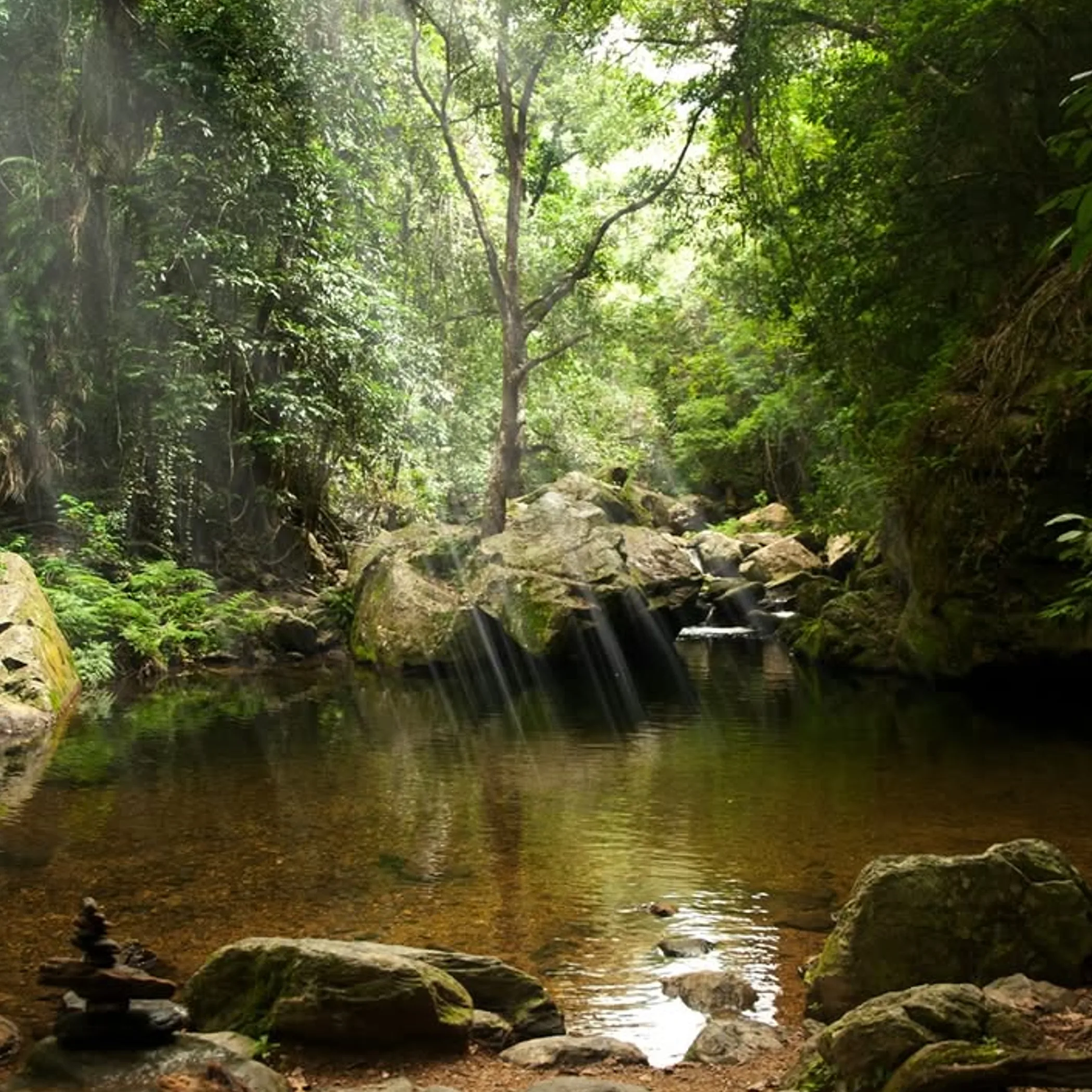daintree rainforest canopy photo