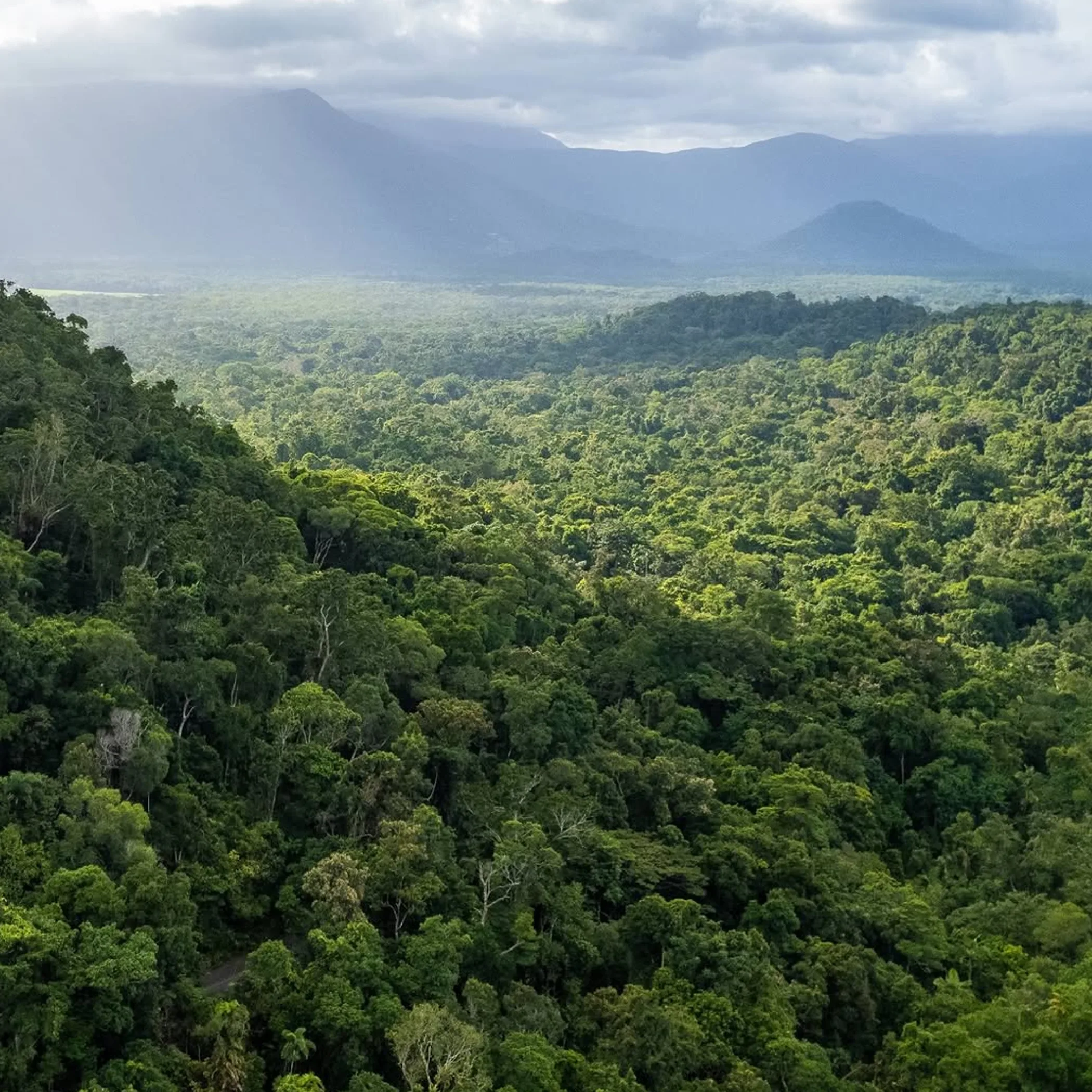 daintree rainforest landscape