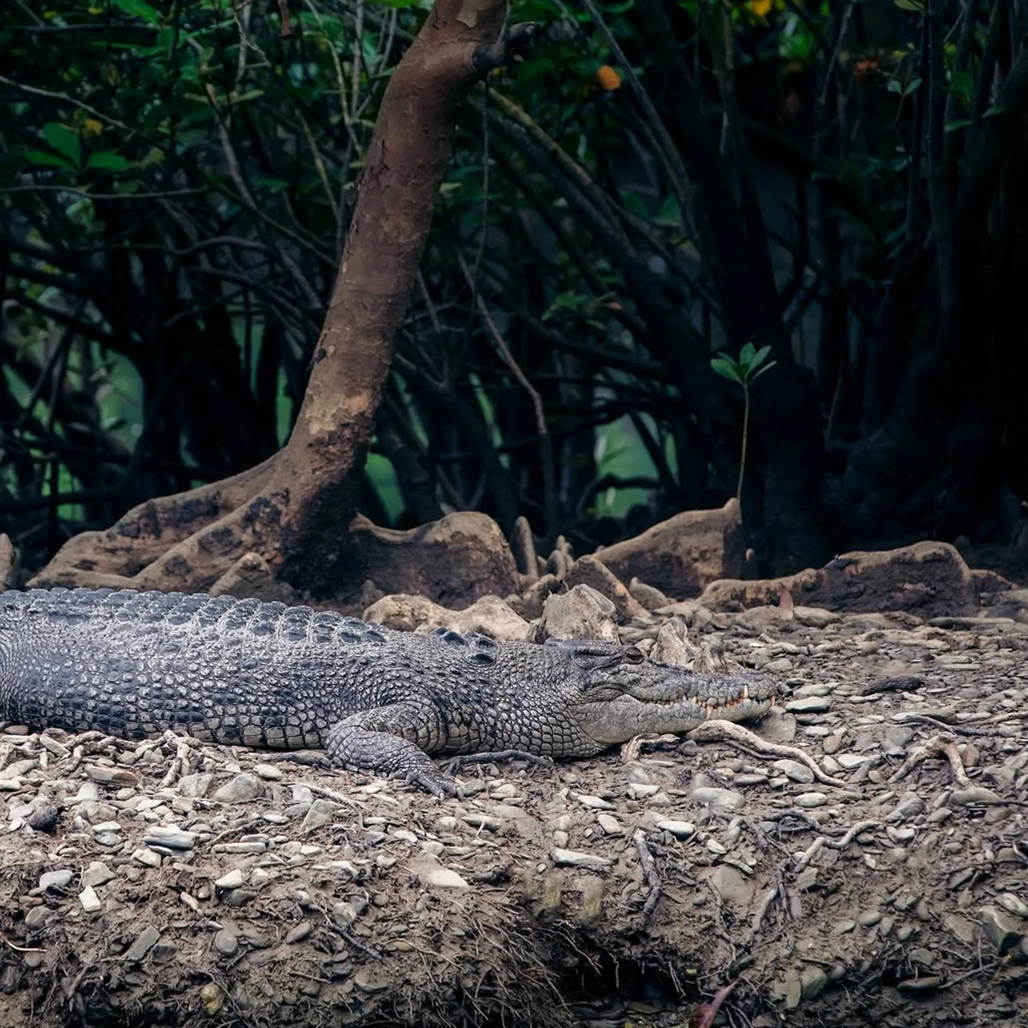 sharp wildlife photograph